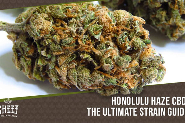 Honolulu Haze CBD: The "Vacay Any Day" Strain [2021 Review]