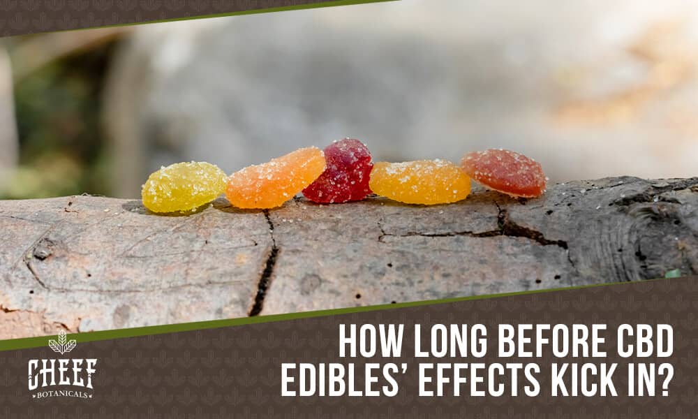 Featured blog image by Cheef Botanicals showing colorful CBD gummies on a log with the text “How Long Before CBD Edibles’ Effects Kick In?” highlighting CBD edibles.