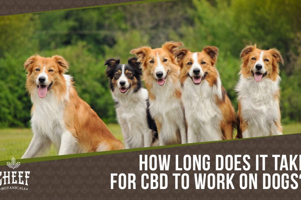 How Long Does It Take For CBD To Work On Dogs?