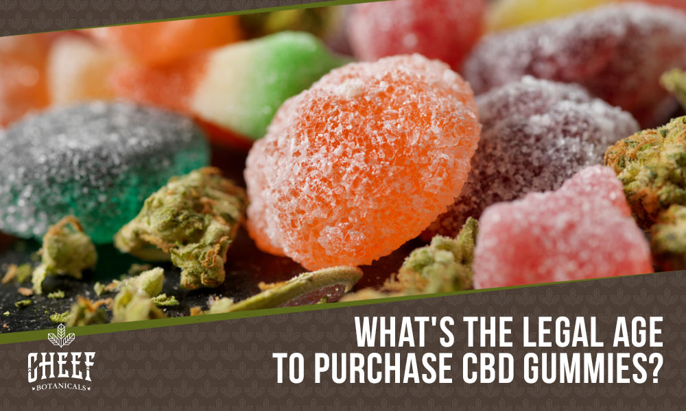 how old do you have to be to buy cbd gummies (featured blog image by Cheef Botanicals) shows a closeup of CBD gummies and cannabis buds