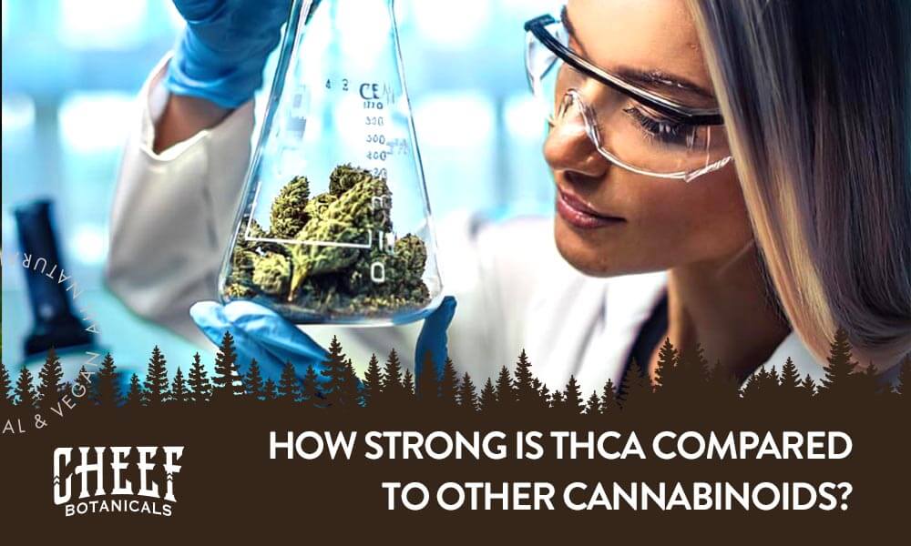 how strong is thca (featured blog image by Cheef Botanicals) shows a scientist looking at cannabis in a glass beaker