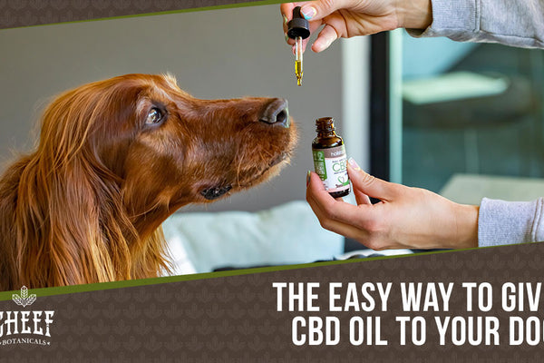 How to Give CBD Oil to Dogs: Top 4 Easy Methods That WORK!