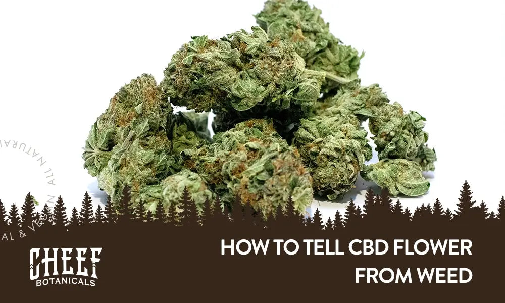How to Tell CBD Flower from Weed featured blog image by Cheef Botanicals. Shows a pile of CBD flower and the blog title.