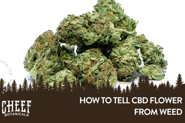 How to Tell CBD Flower from Weed: Why a COA Is the Best Way