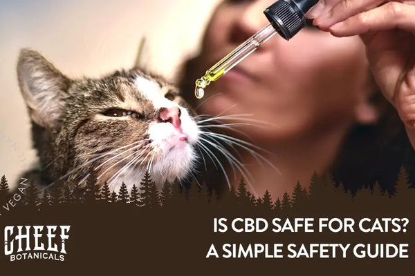 Is CBD Safe for Cats? A Simple Safety Guide