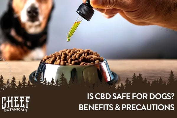 Is CBD Safe for Dogs? Benefits and Precautions
