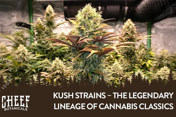 Kush Strains – The Legendary Lineage of Cannabis Classics