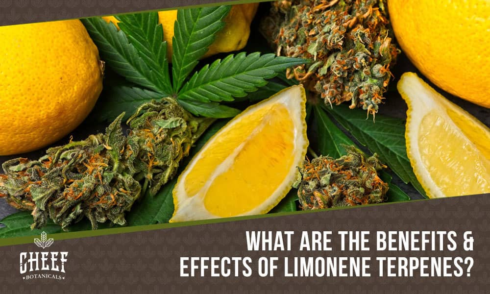 limonene terpene (featured blog image by Cheef Botanicals) shows lemon slices and cannabis flowers