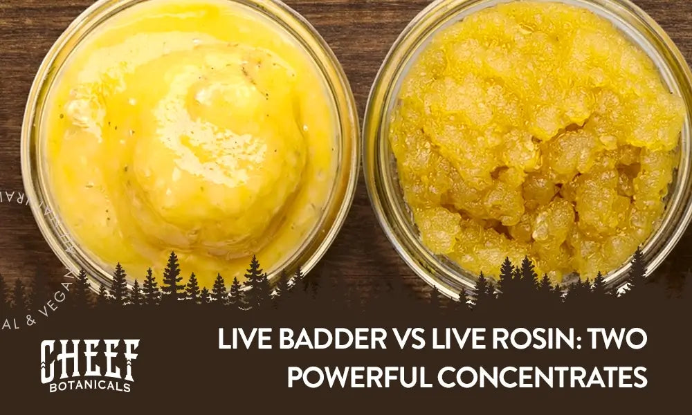 Live badder vs live rosin featured blog image shows a container of each from overhead (close up image)