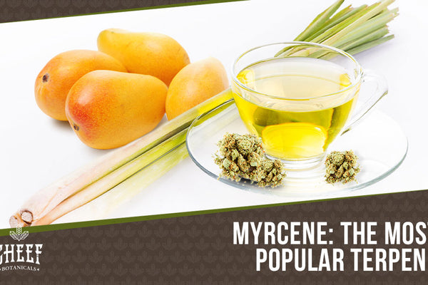 Myrcene Terpene: Learn the Soothing Secrets Here