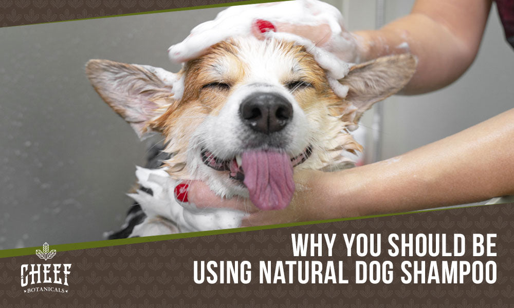 natural dog shampoo