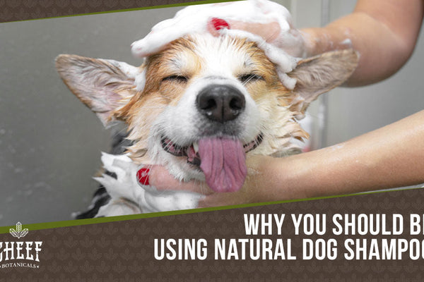 Natural Dog Shampoo: What You Should Be Using & Bath Tips!