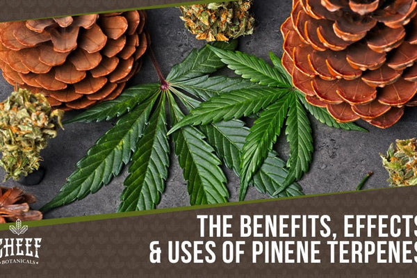 Pinene Terpene: Exploring the Pine-Flavored Terp