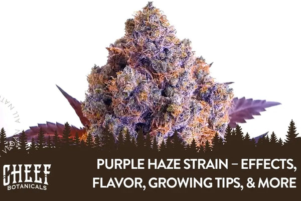 Purple Haze Strain – Genetics, Effects, Flavor, & Sourcing
