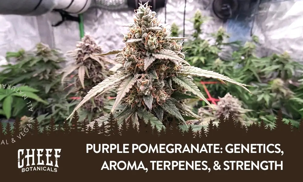 Purple Pomegranate Strain, fully matured buds growing in an indoor grow room