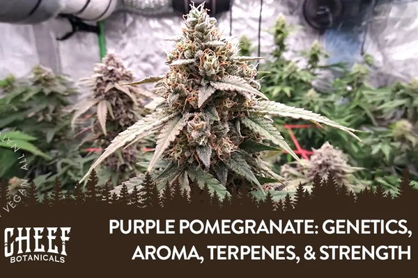 Purple Pomegranate Strain: Genetics, Aroma, Terpenes, & Strength