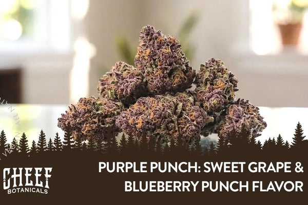 Purple Punch Strain: Sweet Grape and Blueberry Punch Flavor