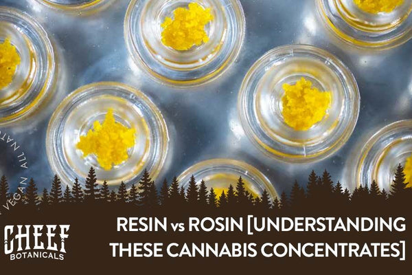 Resin vs Rosin [Understanding These Powerful Concentrates]