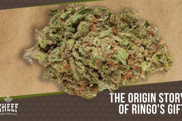 Ringo's Gift CBD: A Mellow Flower Blend with High Potency