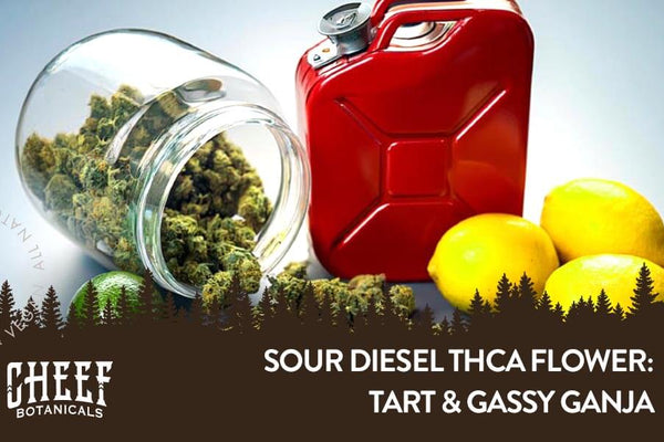 Sour Diesel THCa: Mouthwatering Citrus & Heavy Gassy Flavor