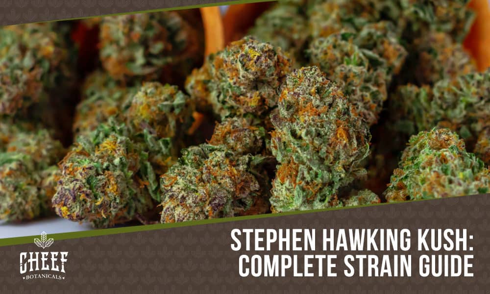 stephen hawking kush