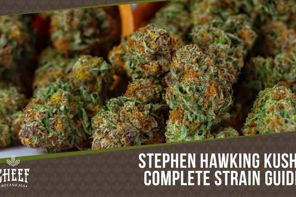 Stephen Hawking Kush CBD: A Mind-Centering Strain You Must Try!