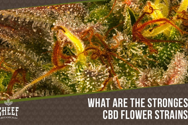Strongest CBD Flower: Most Potent Strains Guide!