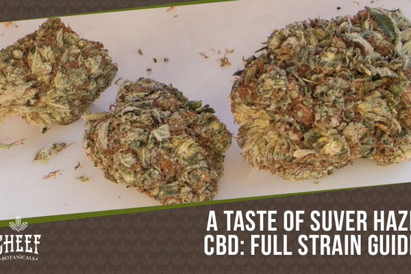 Suver Haze CBD: Puff Away to Peace of Mind [Strain Review]