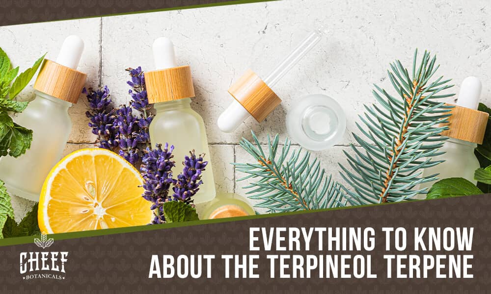 terpineol (featured blog image by Cheef Botanicals) shows tincture bottles and various plants on a tiled surface