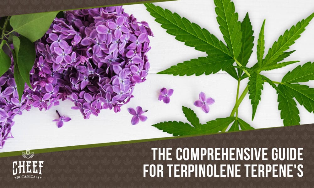 Featured blog image by Cheef Botanicals showing purple flowers and cannabis leaves with the text “The Comprehensive Guide for Terpinolene Terpenes,” highlighting terpinolene.