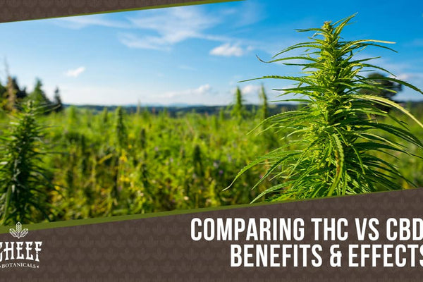 THC vs CBD: Differences, Benefits, Effects, and Products