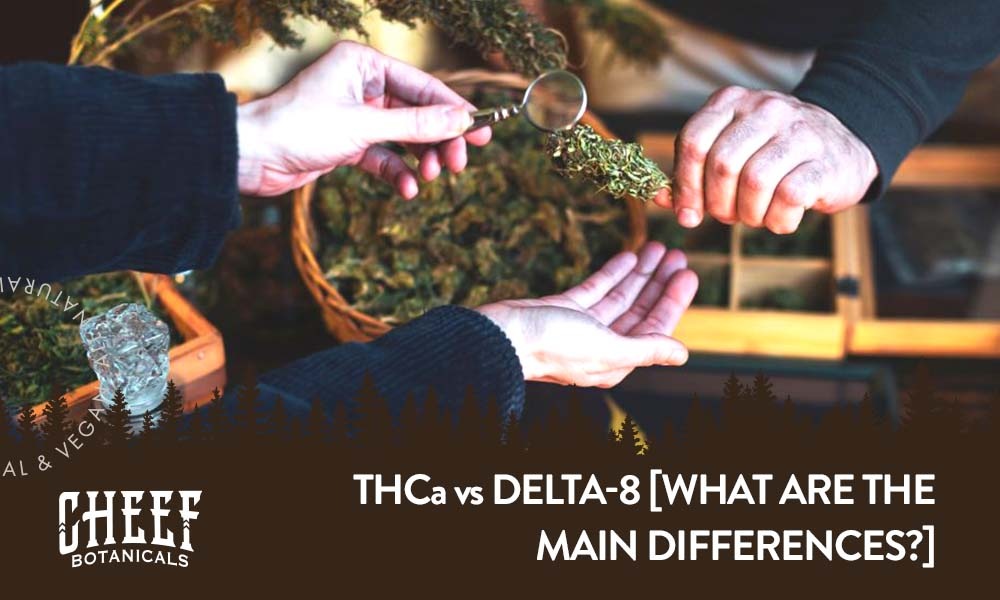 thca vs delta 8 (featured blog image by Cheef Botanicals) shows two people examining cannabis flowers