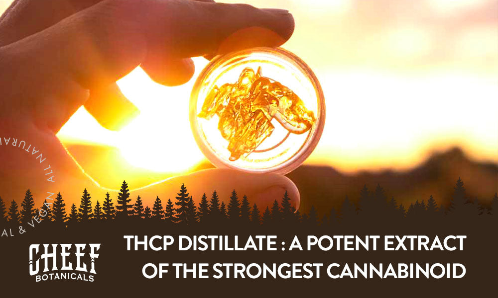 Cheef Botanicals featured blog image - thcp distillate