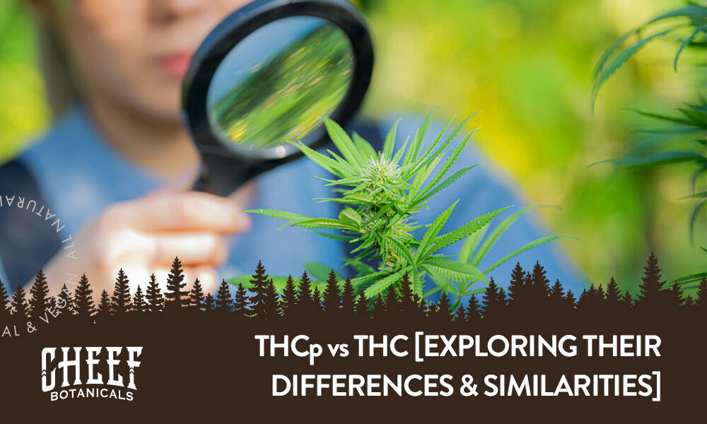 THCp vs THC find out which one reigns supreme. Featured blog image by Cheef Botanicals. Shows a person looking at a cannabis bud on the stalk with a magnifying glass.