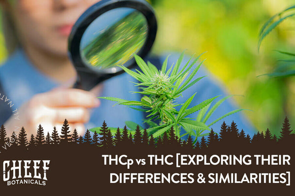 THCp vs THC: Which Cannabinoid Reigns Supreme?