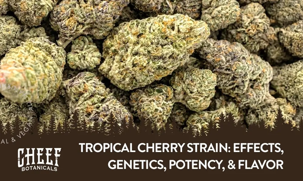 Tropical Cherry Strain (blog image by Cheef Botanicals) shows cured and trimmed buds of the strain from end to end of the image.