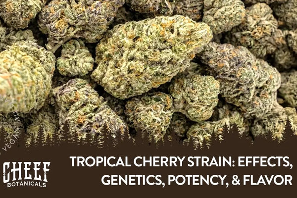 Tropical Cherry Strain: Effects, Genetics, Potency, & Flavor