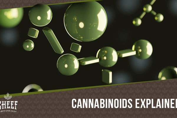What Are Cannabinoids? An Up-to-Date & In-Depth Look