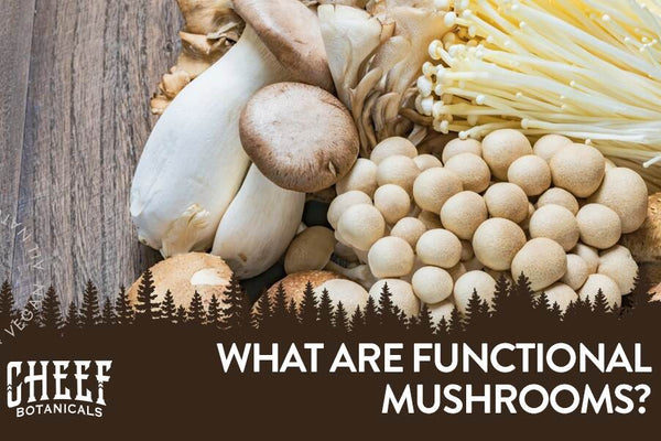 What Are Functional Mushrooms? [A Complete Wellness Guide]
