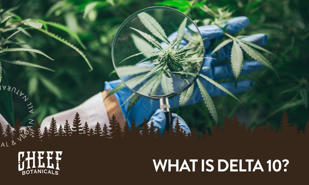 Featured blog image by Cheef Botanicals showing a magnifying glass over cannabis leaves with the text “What Is Delta 10?” highlighting what is delta 10.