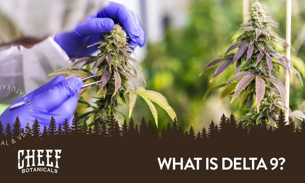 what is delta 9 (featured blog image by Cheef Botanicals) shows a botanist handling a cannabis plant