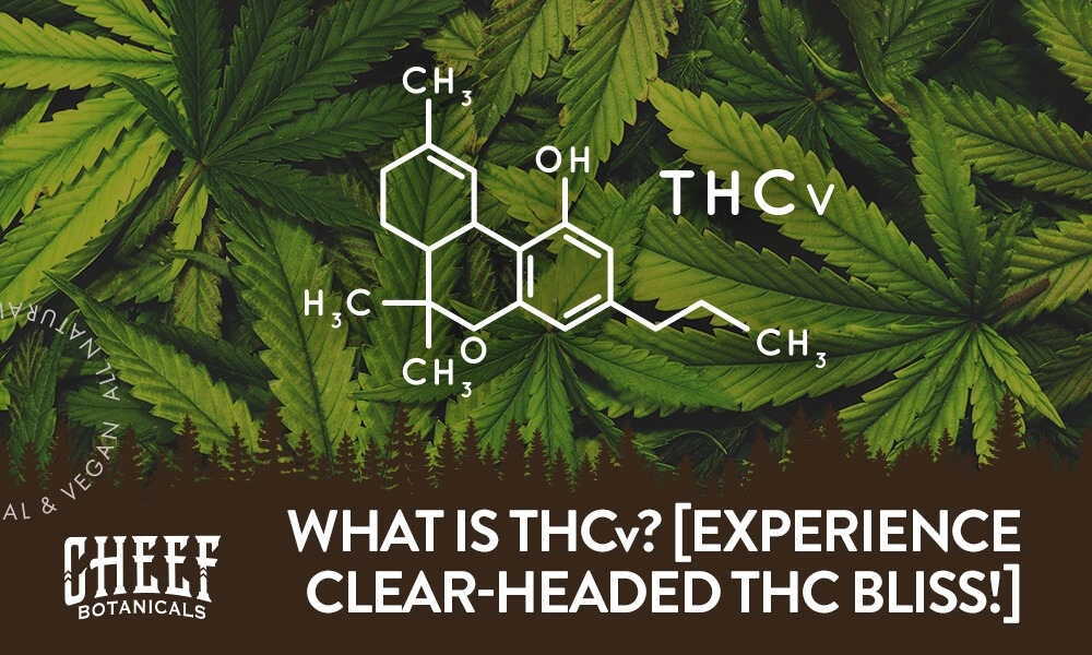 Featured blog image by Cheef Botanicals showing cannabis leaves with a THCv chemical structure and the text “What Is THCv? [Experience Clear-Headed THC Bliss!],” highlighting THCv.
