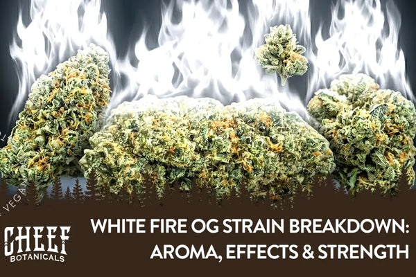 White Fire OG Strain Breakdown: Aroma, Effects & Strength