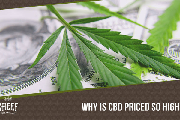 Why Is CBD So Expensive? Production Costs & More