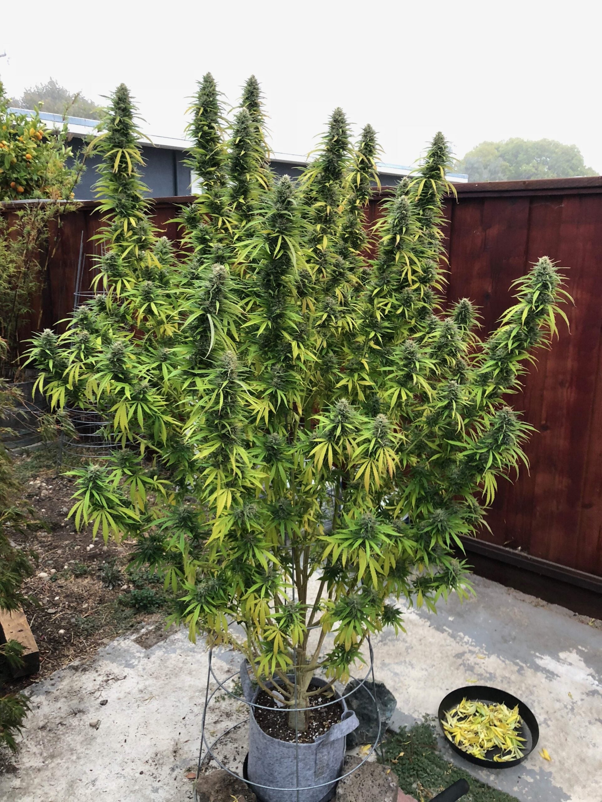 Durban Poison Seeds Autoflower - Fly High Seeds