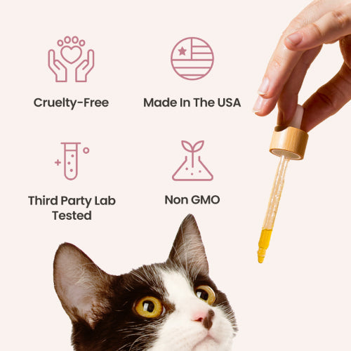 Salmon Flavored CBD Oil For Cats - HolistaPet
