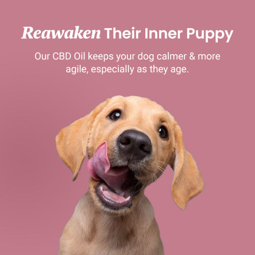 Chicken Flavored CBD Oil For Dogs - HolistaPet