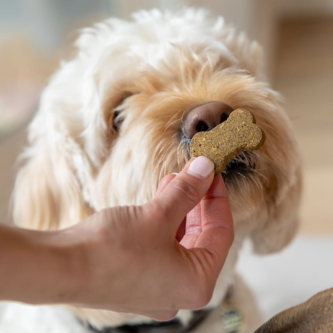 CBD Dog Treats for Anxiety - HolistaPet