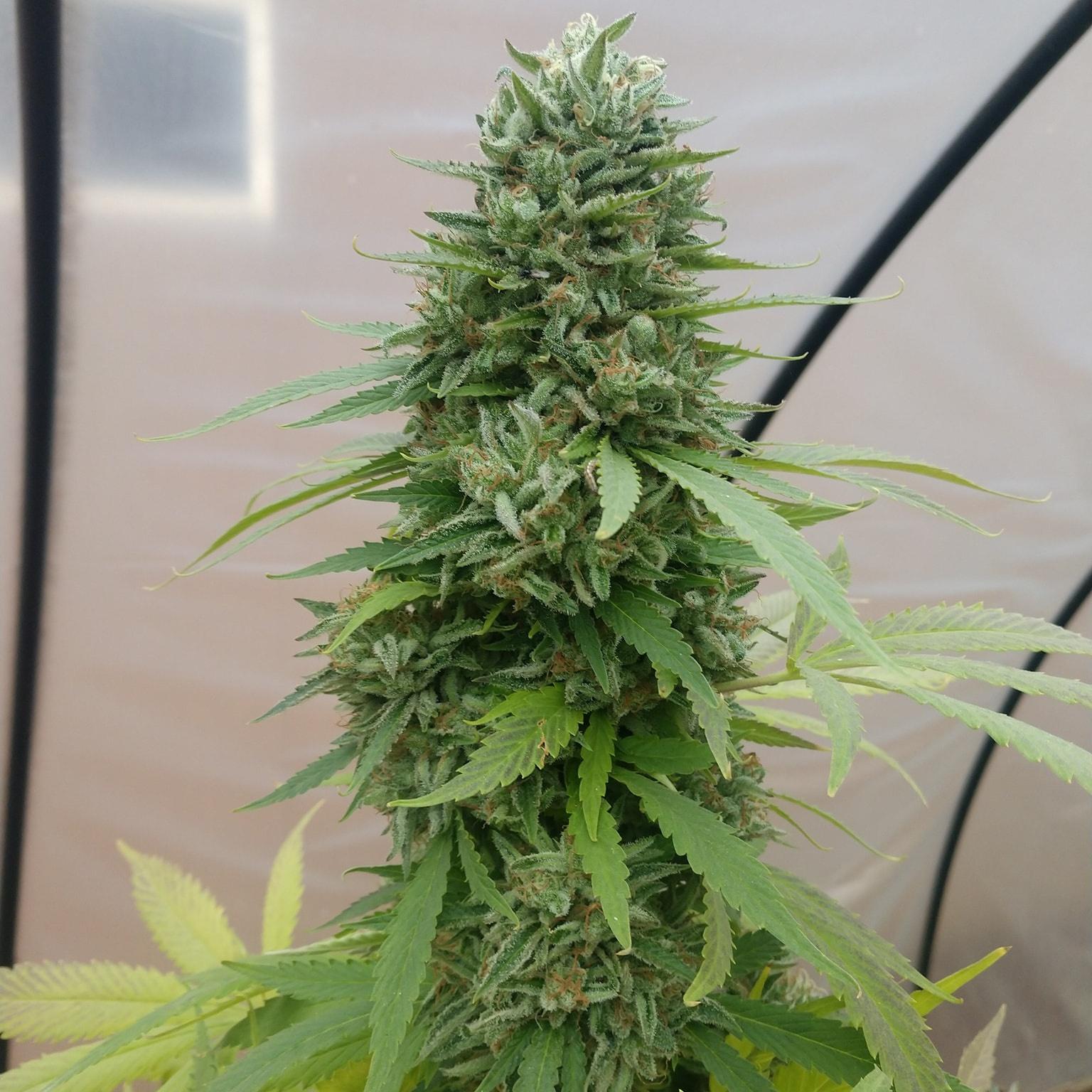 Jack Herer Seeds CBM-FEMinized - Fly High Seeds