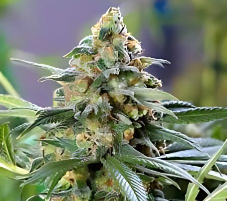 OG Kush Seeds CBM-FEMinized - Fly High Seeds